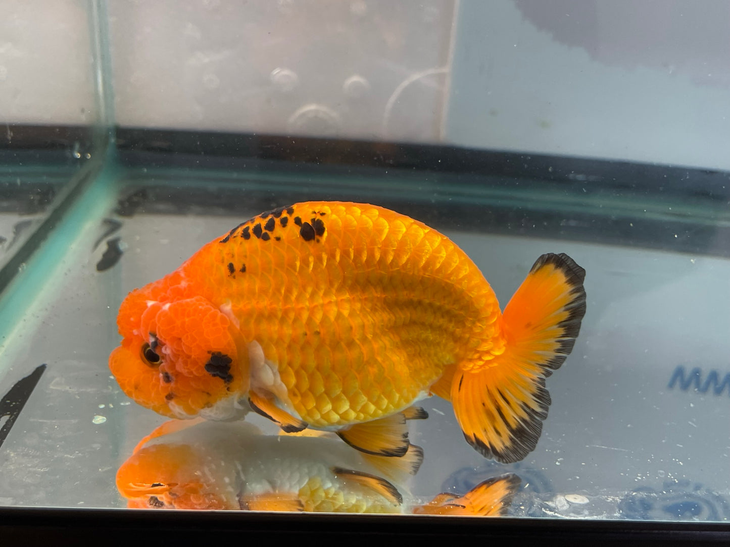 Ranchu Red/Black 10-11cm Fancy Goldfish (Fish In Photo)