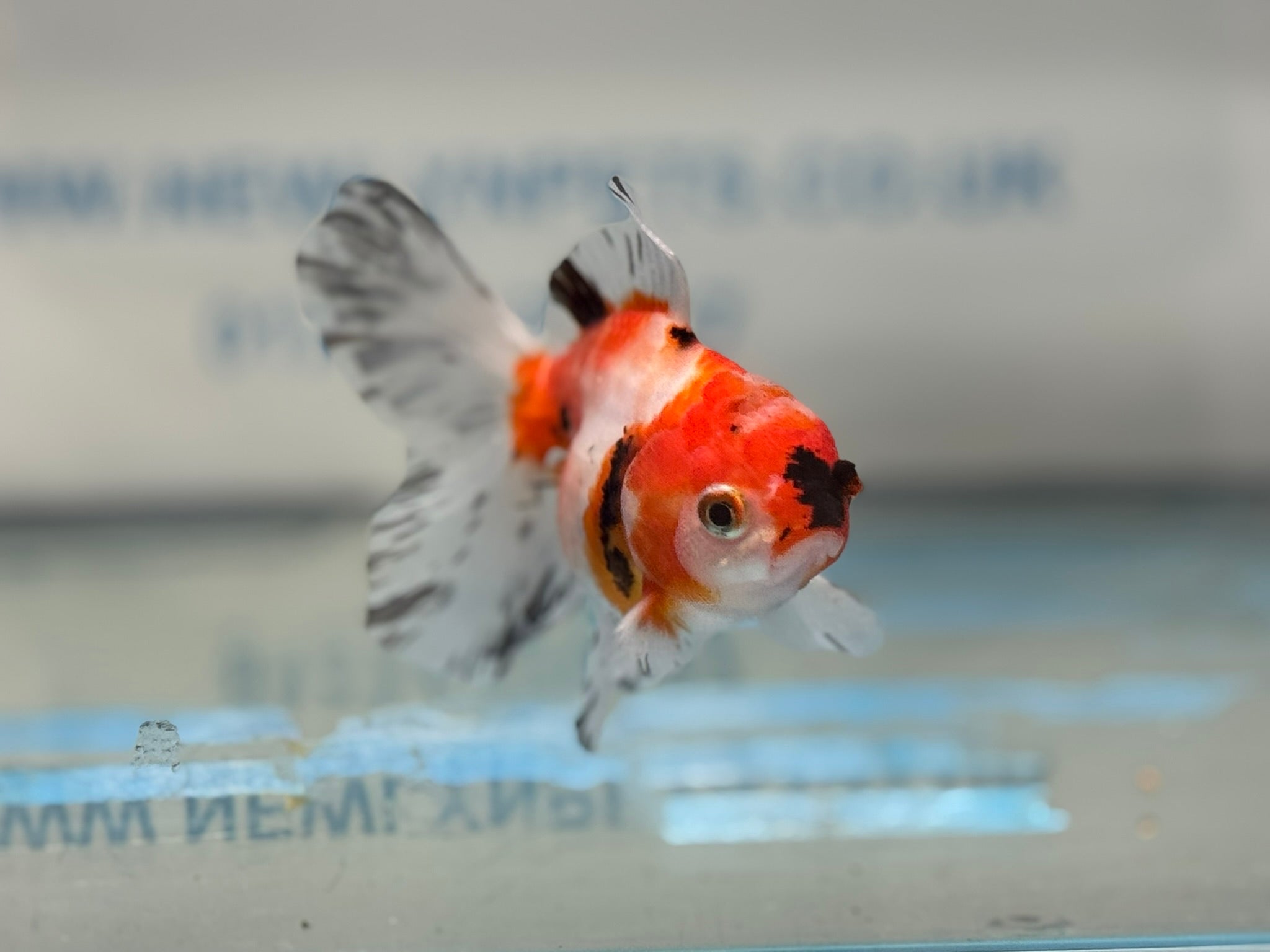 Peacock Tail  Oranda 10-11cm