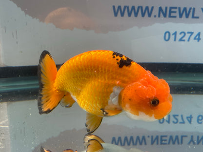 Ranchu Red/Black 10-11cm Fancy Goldfish (Fish In Photo)