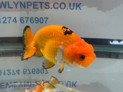Ranchu Red/Black 10-11cm Fancy Goldfish (Fish In Photo)