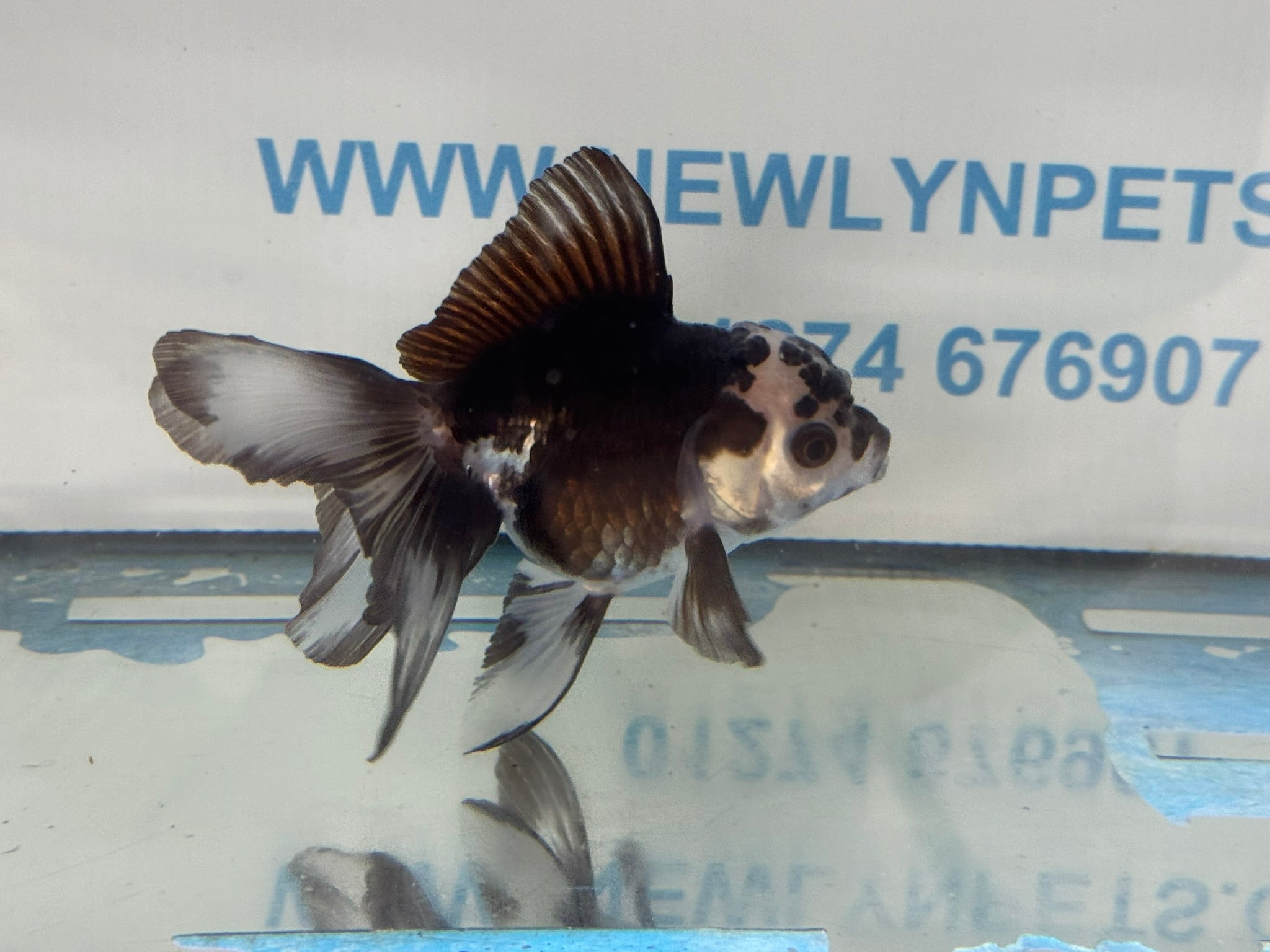 Panda Oranda 9-10cm