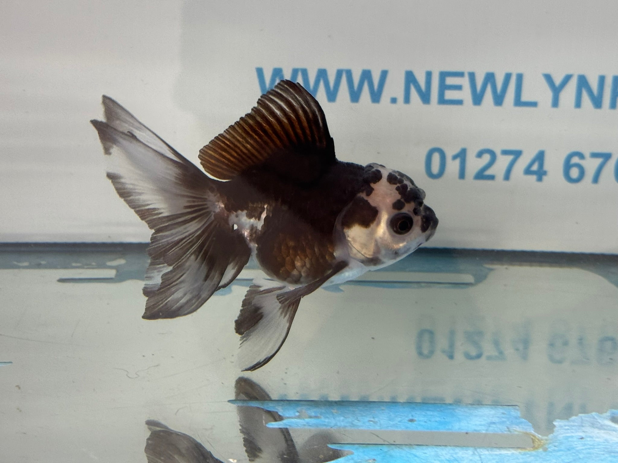 Panda Oranda 9-10cm