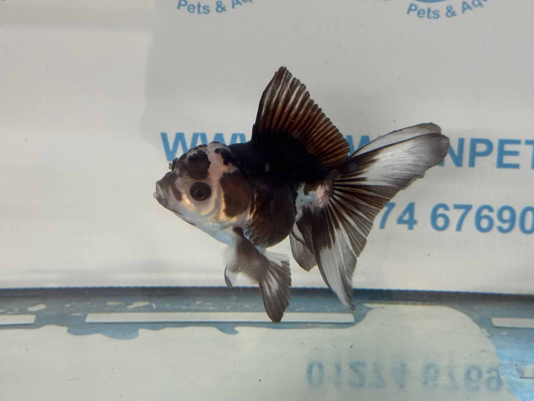Panda Oranda 9-10cm