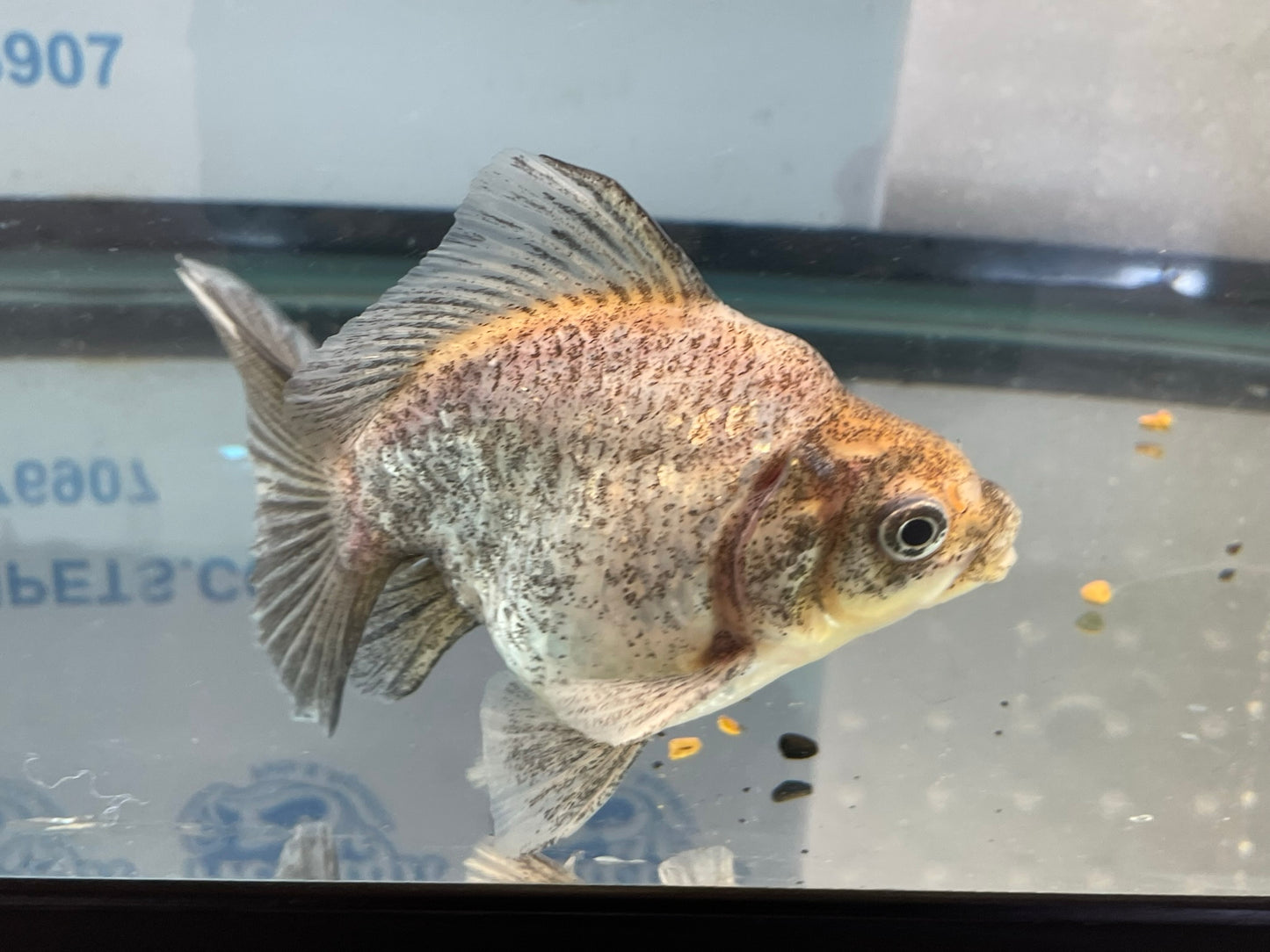 Short Tail Ryukin 12-13cm Fancy Goldfish (Fish in Picture)