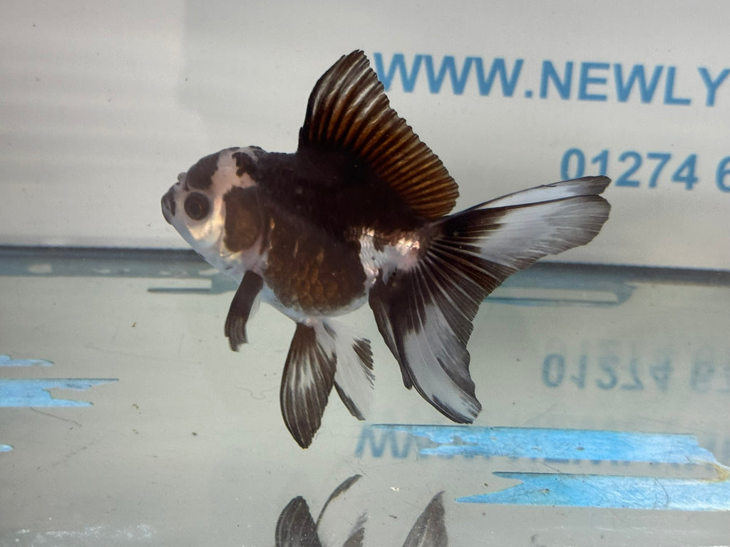 Panda Oranda 9-10cm