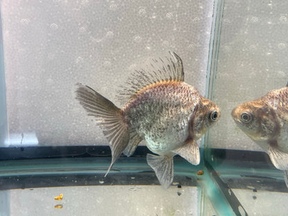 Short Tail Ryukin 12-13cm Fancy Goldfish (Fish in Picture)