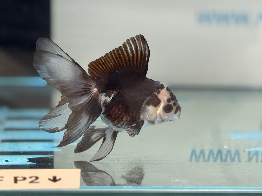 Panda Oranda 9-10cm
