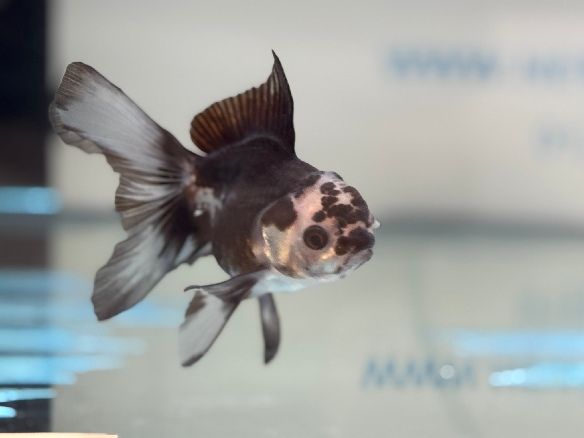 Panda Oranda 9-10cm