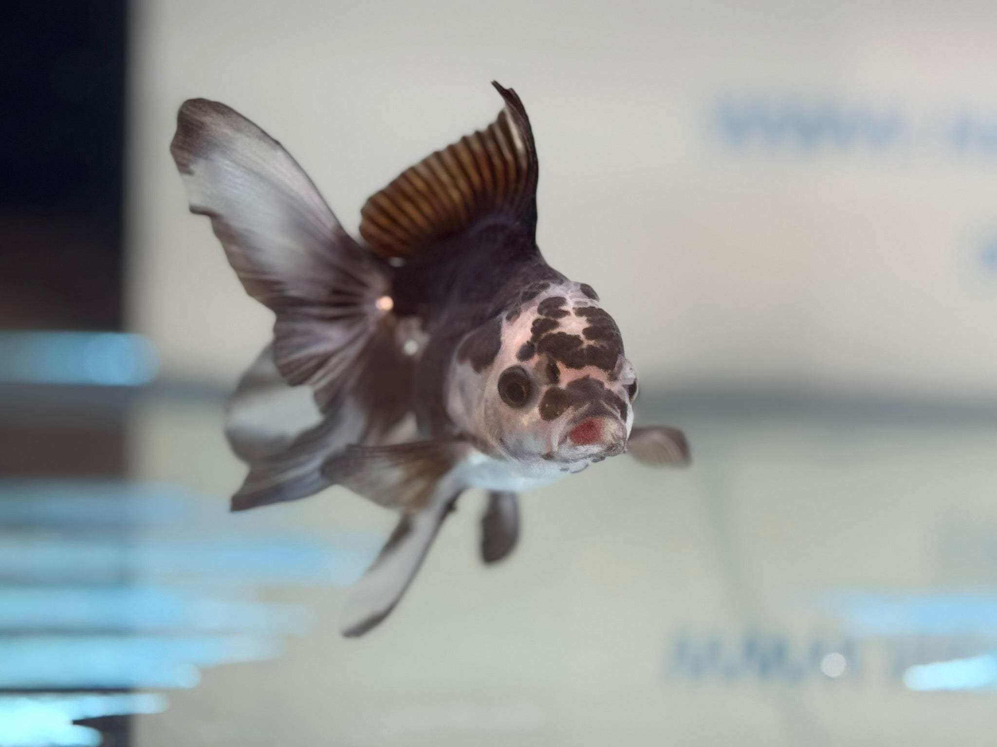 Panda Oranda 9-10cm