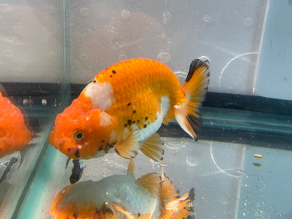 Ranchu 10-11cm Fancy Goldfish (Fish In Photo) #1
