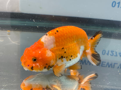 Ranchu 10-11cm Fancy Goldfish (Fish In Photo) #1