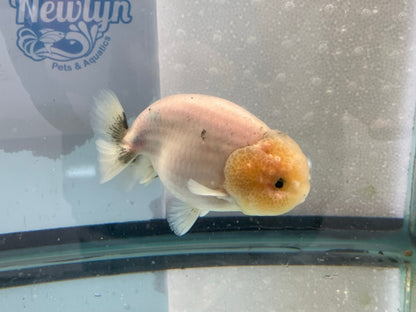 Ranchu 11-12cm Fancy Goldfish (Fish In Photo)