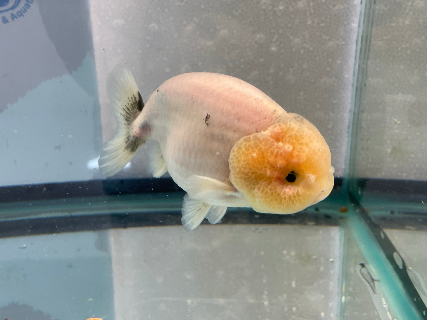 Ranchu 11-12cm Fancy Goldfish (Fish In Photo)