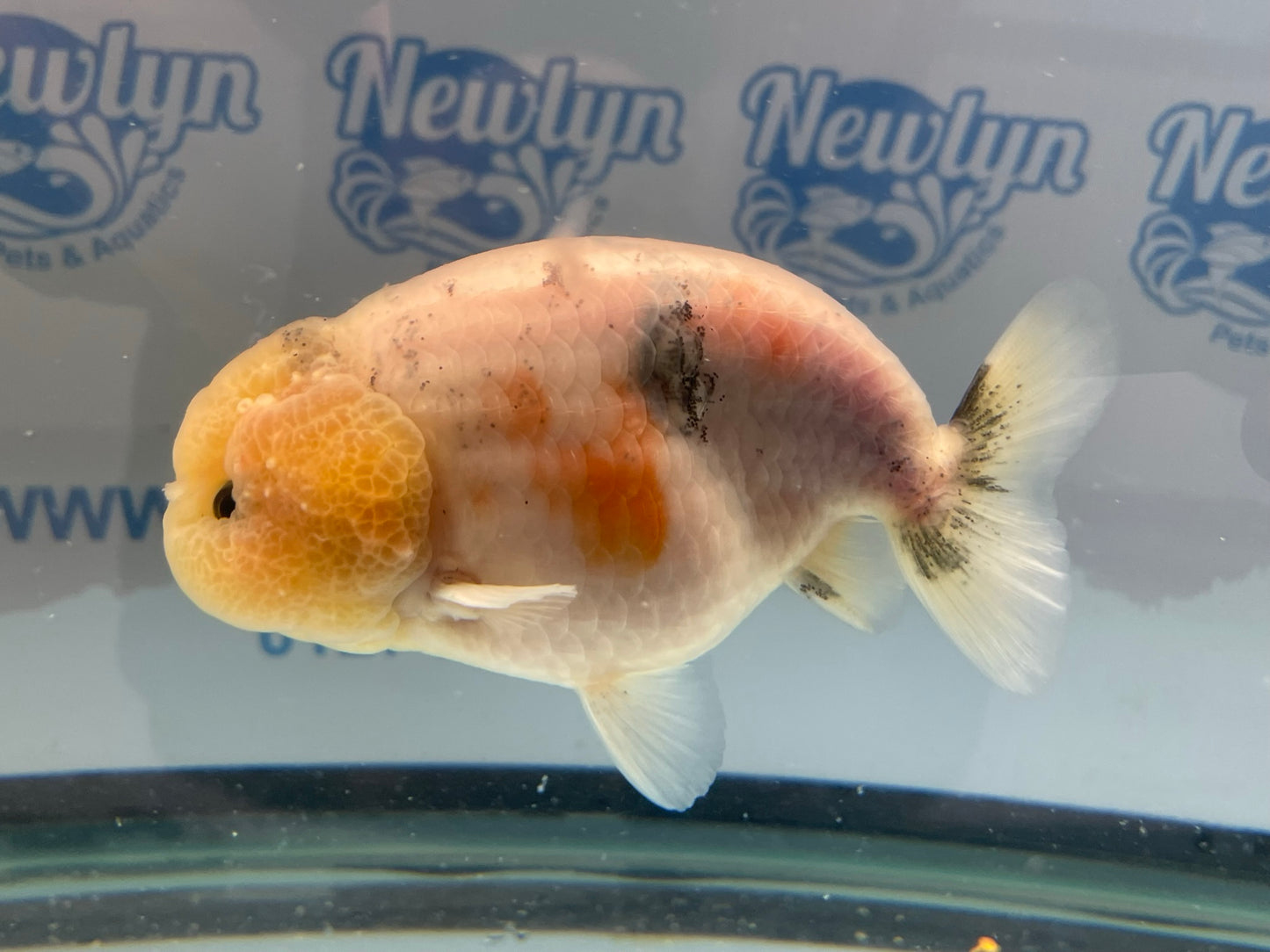 Ranchu 11-12cm Fancy Goldfish (Fish In Photo)