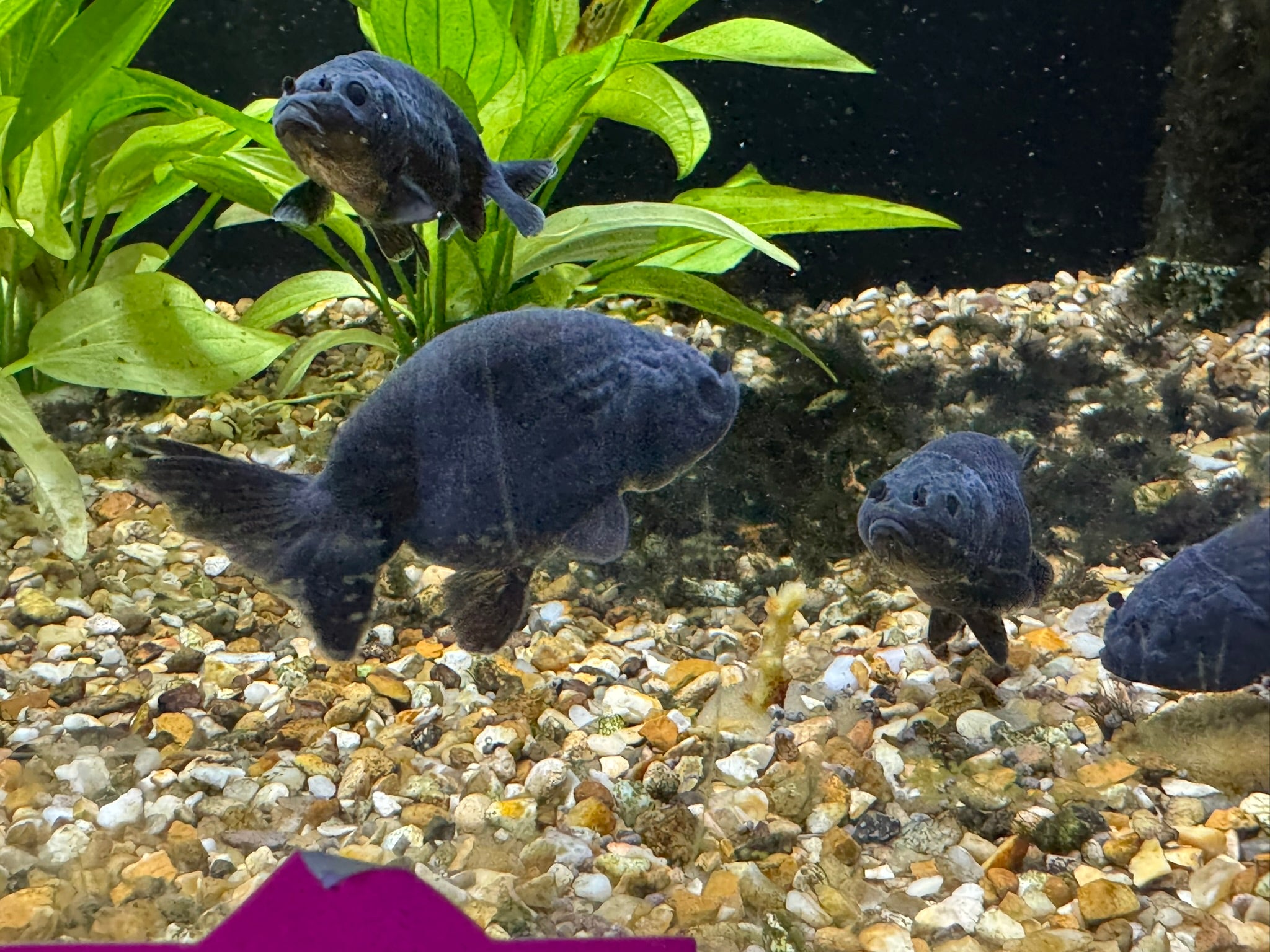 Black Ranchu 5-6cm Fancy Goldfish (BF 12C)
