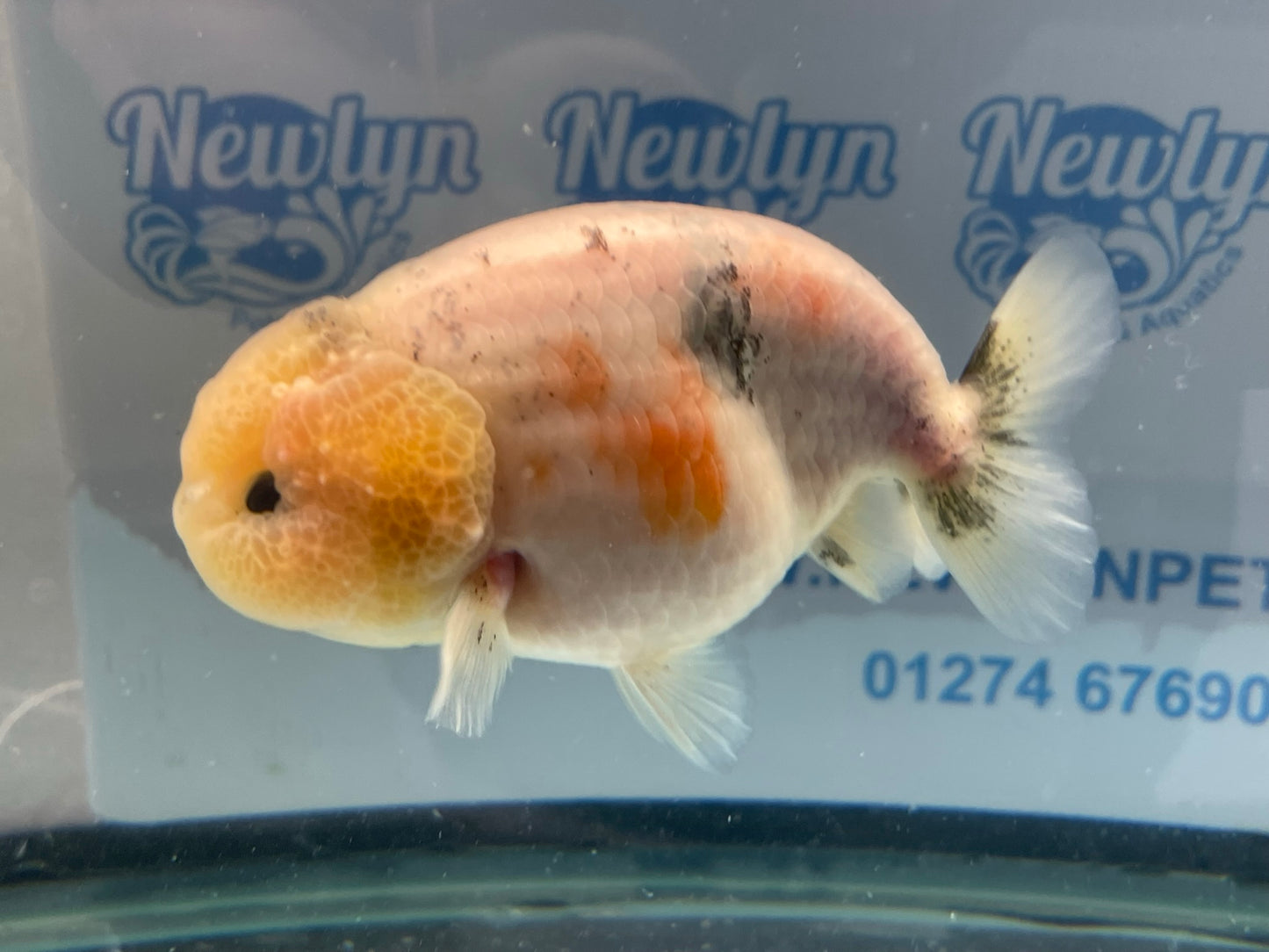 Ranchu 11-12cm Fancy Goldfish (Fish In Photo)