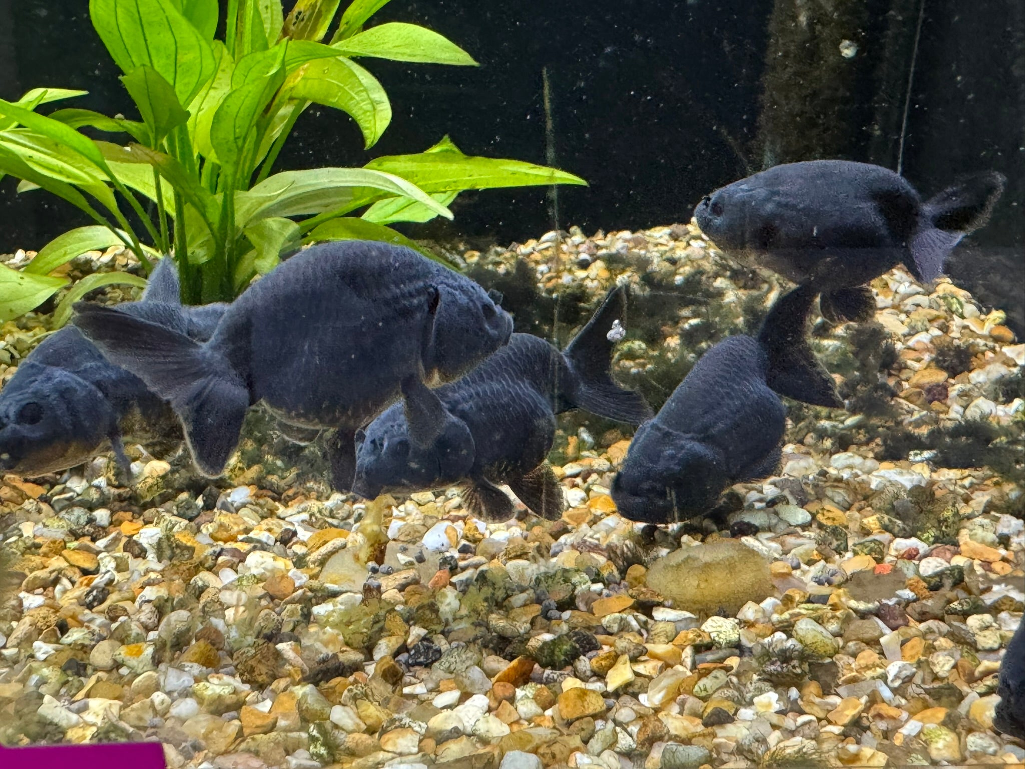 Black Ranchu 5-6cm Fancy Goldfish (BF 12C)