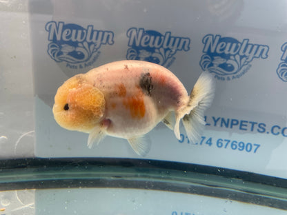 Ranchu 11-12cm Fancy Goldfish (Fish In Photo)