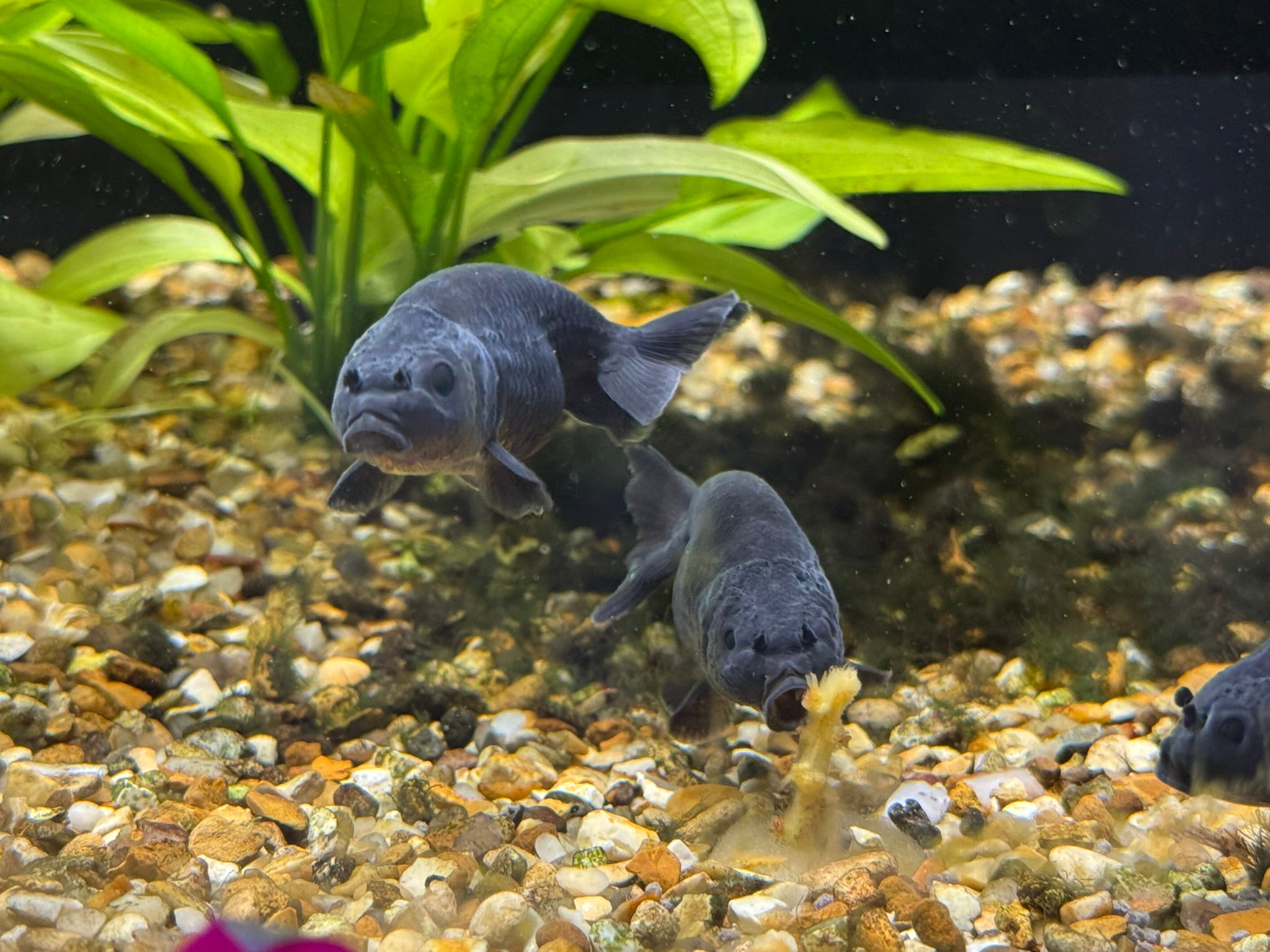Black Ranchu 5-6cm Fancy Goldfish (BF 12C)