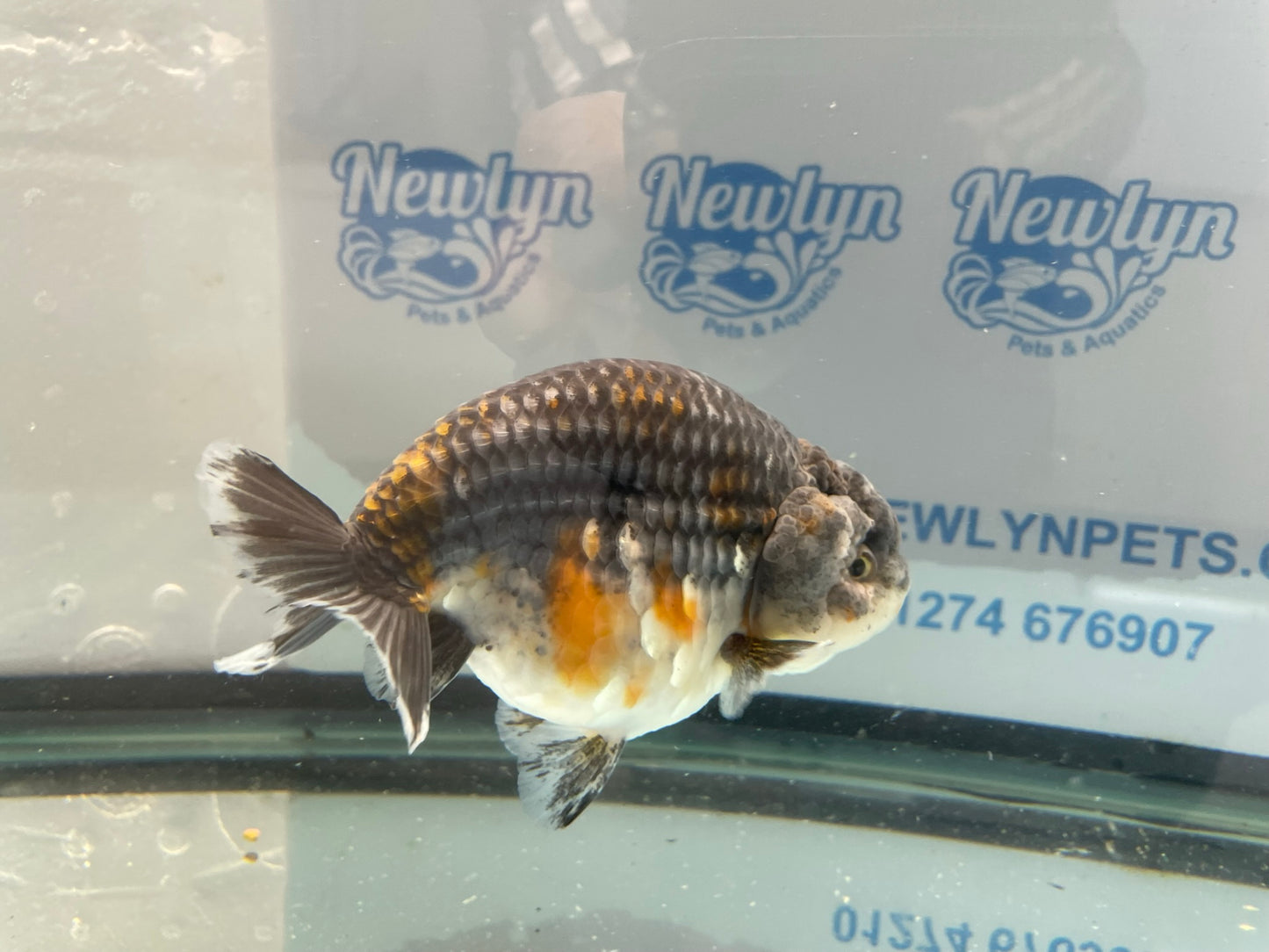 Jumbo Ranchu 13-14cm Fancy Goldfish (Fish In Photo) #1