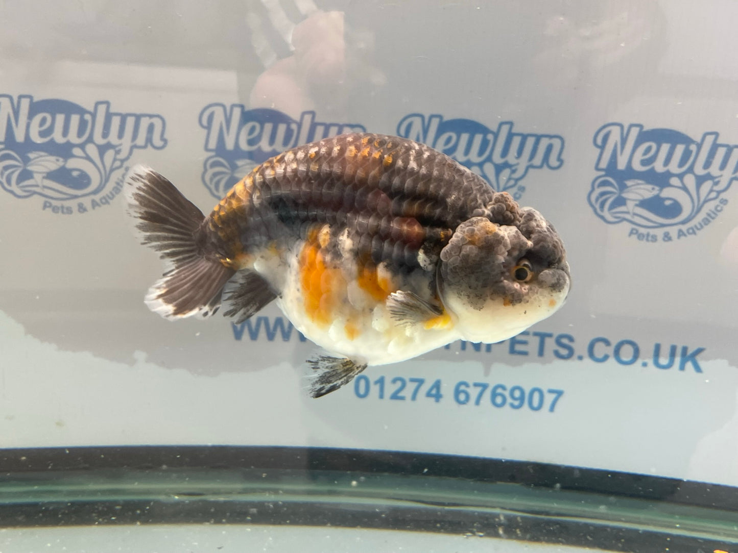 Jumbo Ranchu 13-14cm Fancy Goldfish (Fish In Photo) #1