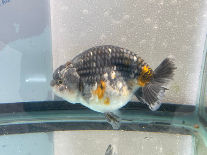 Jumbo Ranchu 13-14cm Fancy Goldfish (Fish In Photo) #1