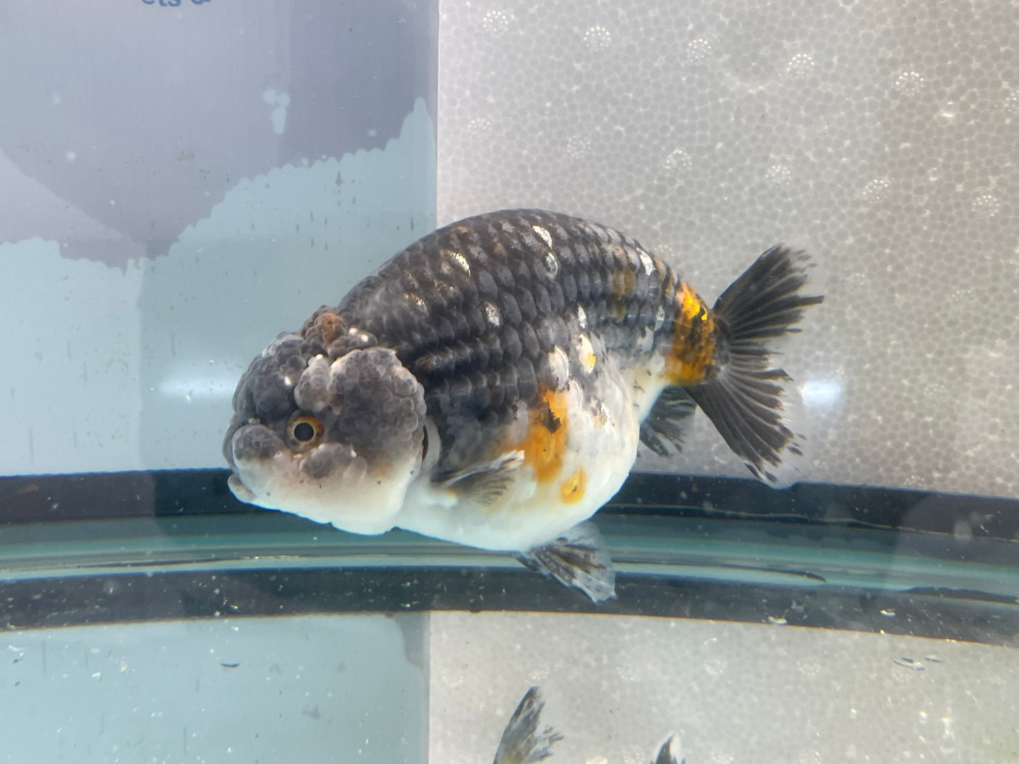 Jumbo Ranchu 13-14cm Fancy Goldfish (Fish In Photo) #1