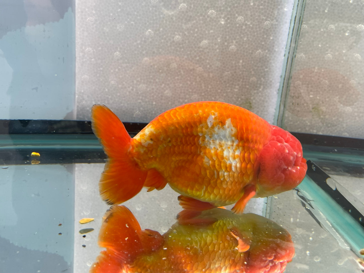 Jumbo Ranchu 14cm Fancy Goldfish (Fish In Photo) #2