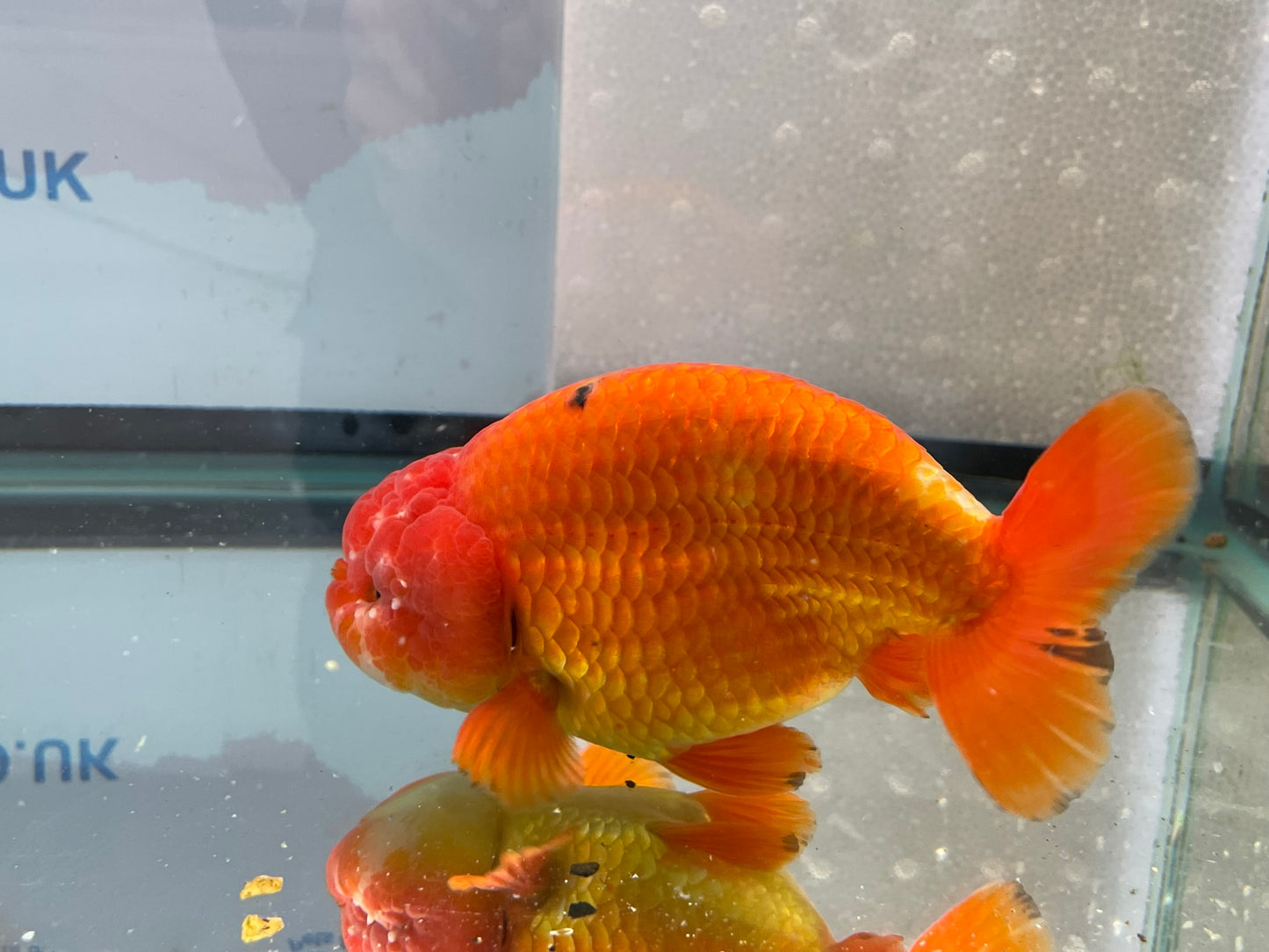 Jumbo Ranchu 14cm Fancy Goldfish (Fish In Photo) #2