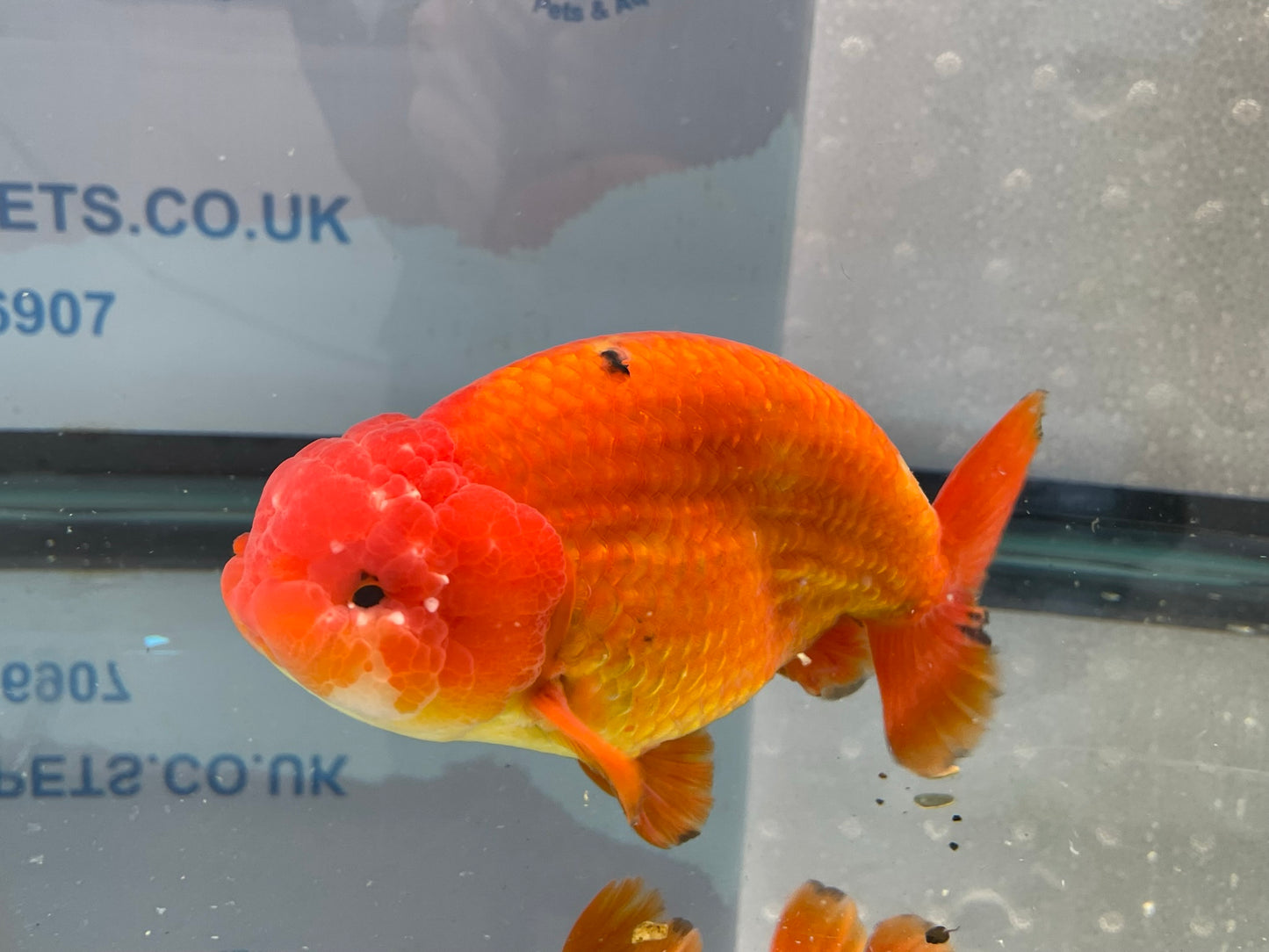 Jumbo Ranchu 14cm Fancy Goldfish (Fish In Photo) #2