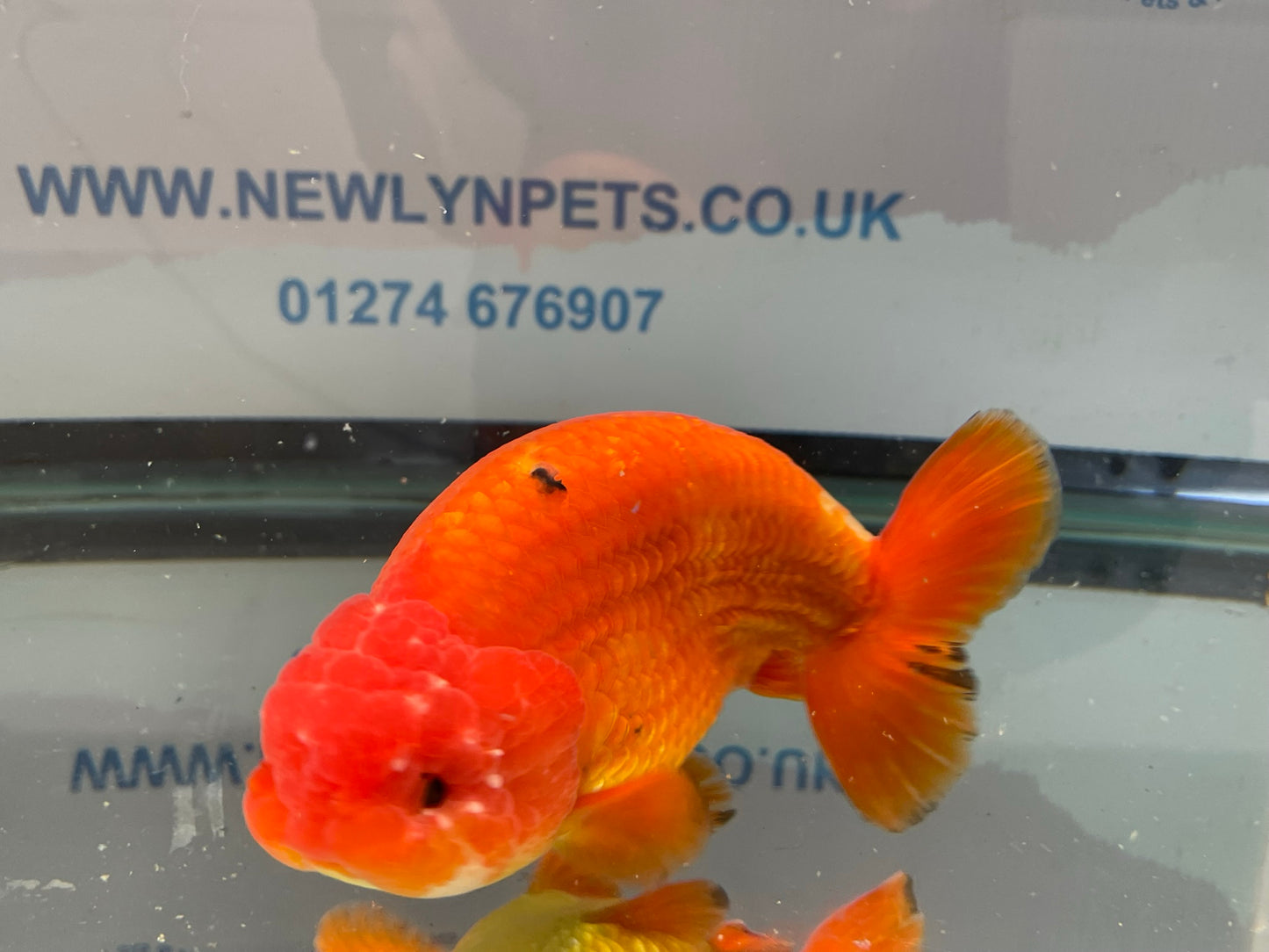 Jumbo Ranchu 14cm Fancy Goldfish (Fish In Photo) #2