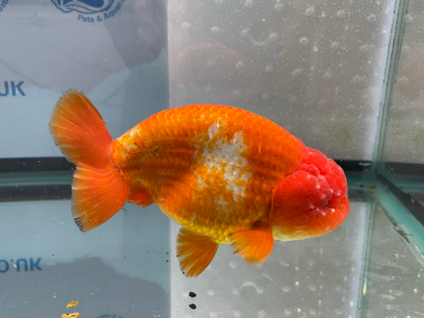 Jumbo Ranchu 14cm Fancy Goldfish (Fish In Photo) #2