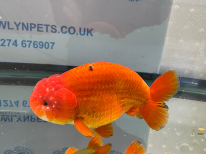 Jumbo Ranchu 14cm Fancy Goldfish (Fish In Photo) #2