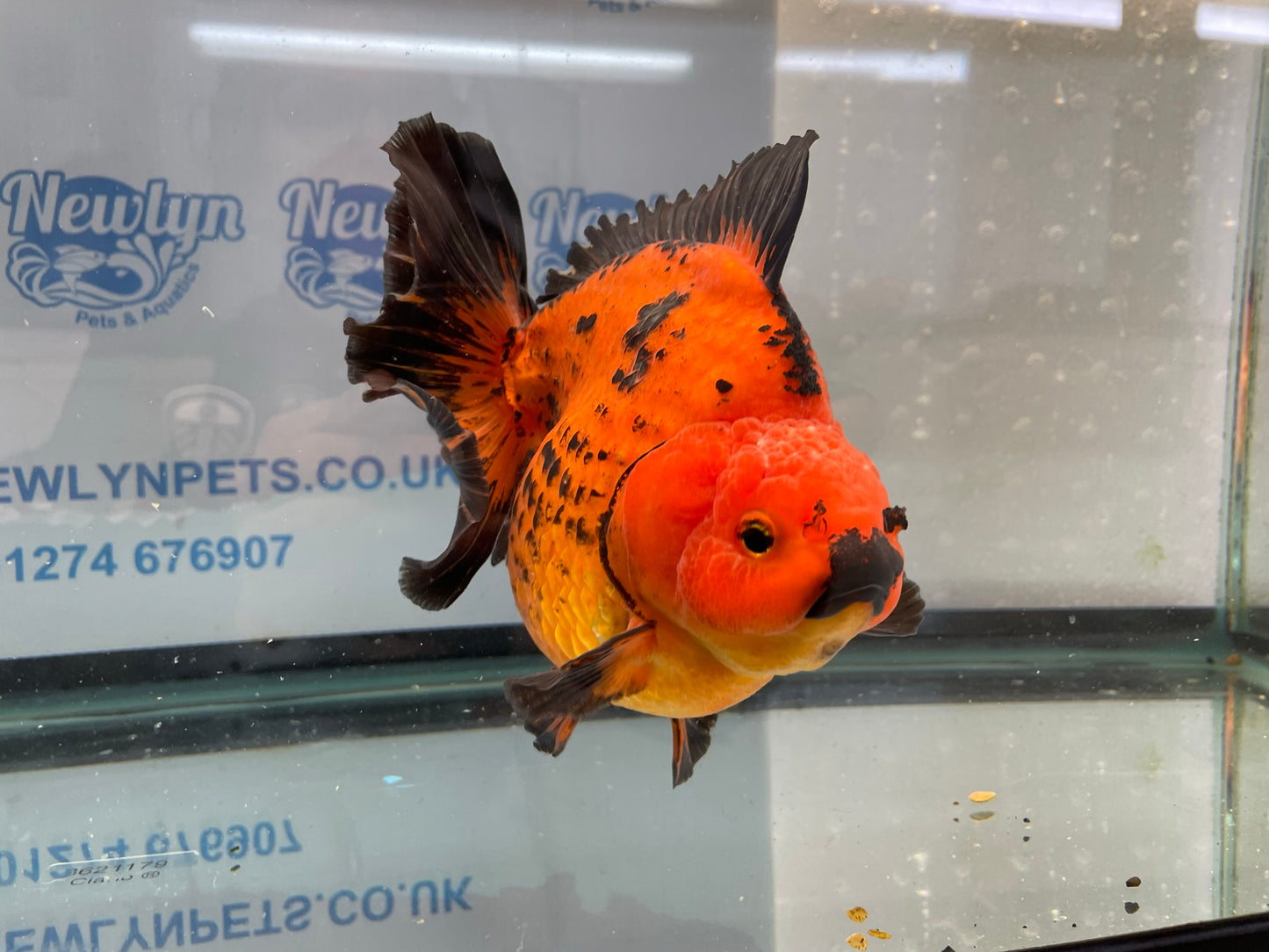 Jumbo Short Tail Oranda  17-18cm (Fish in photo) #3