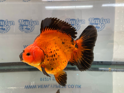 Jumbo Short Tail Oranda  17-18cm (Fish in photo) #3