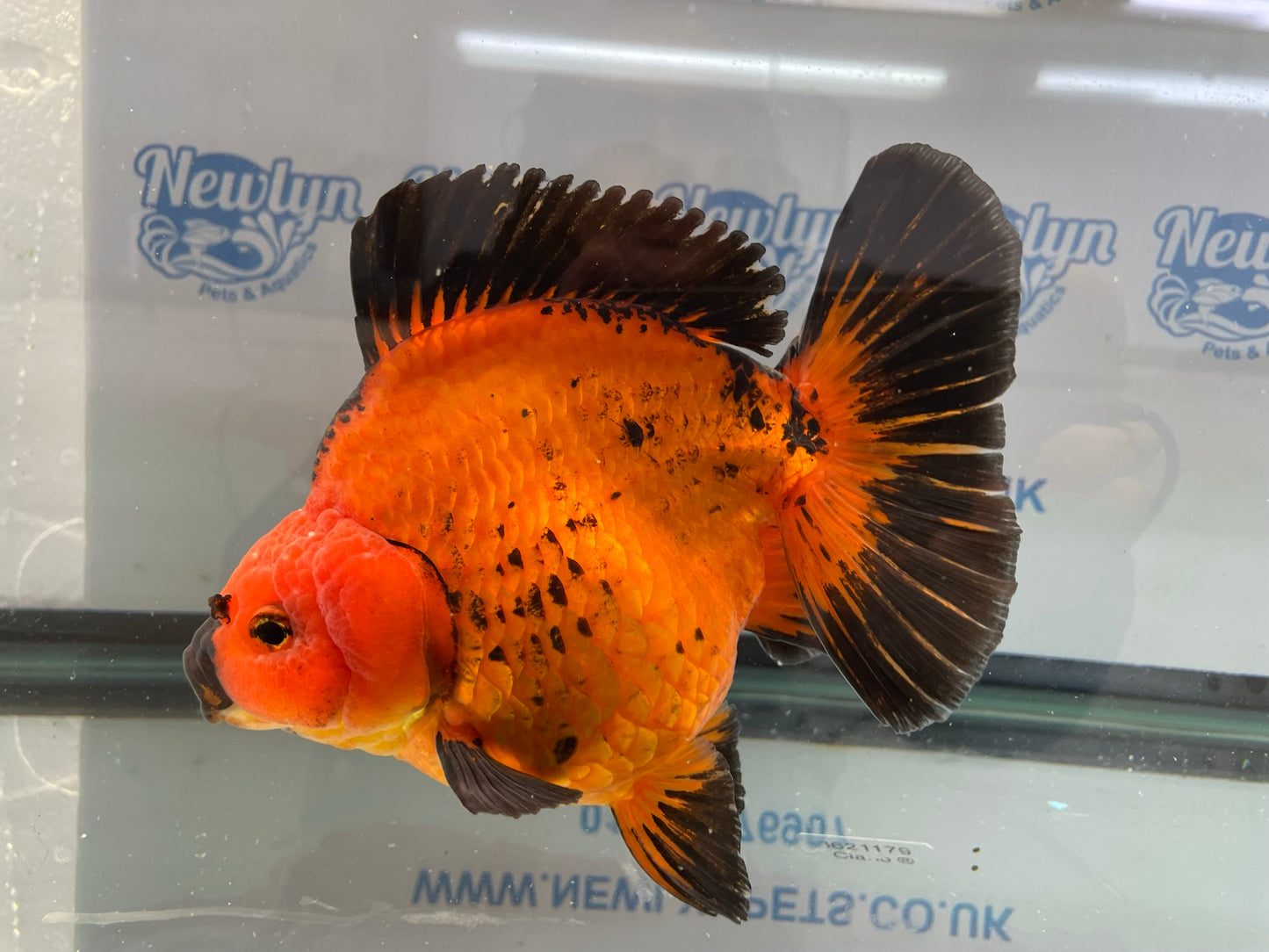 Jumbo Short Tail Oranda  17-18cm (Fish in photo) #3