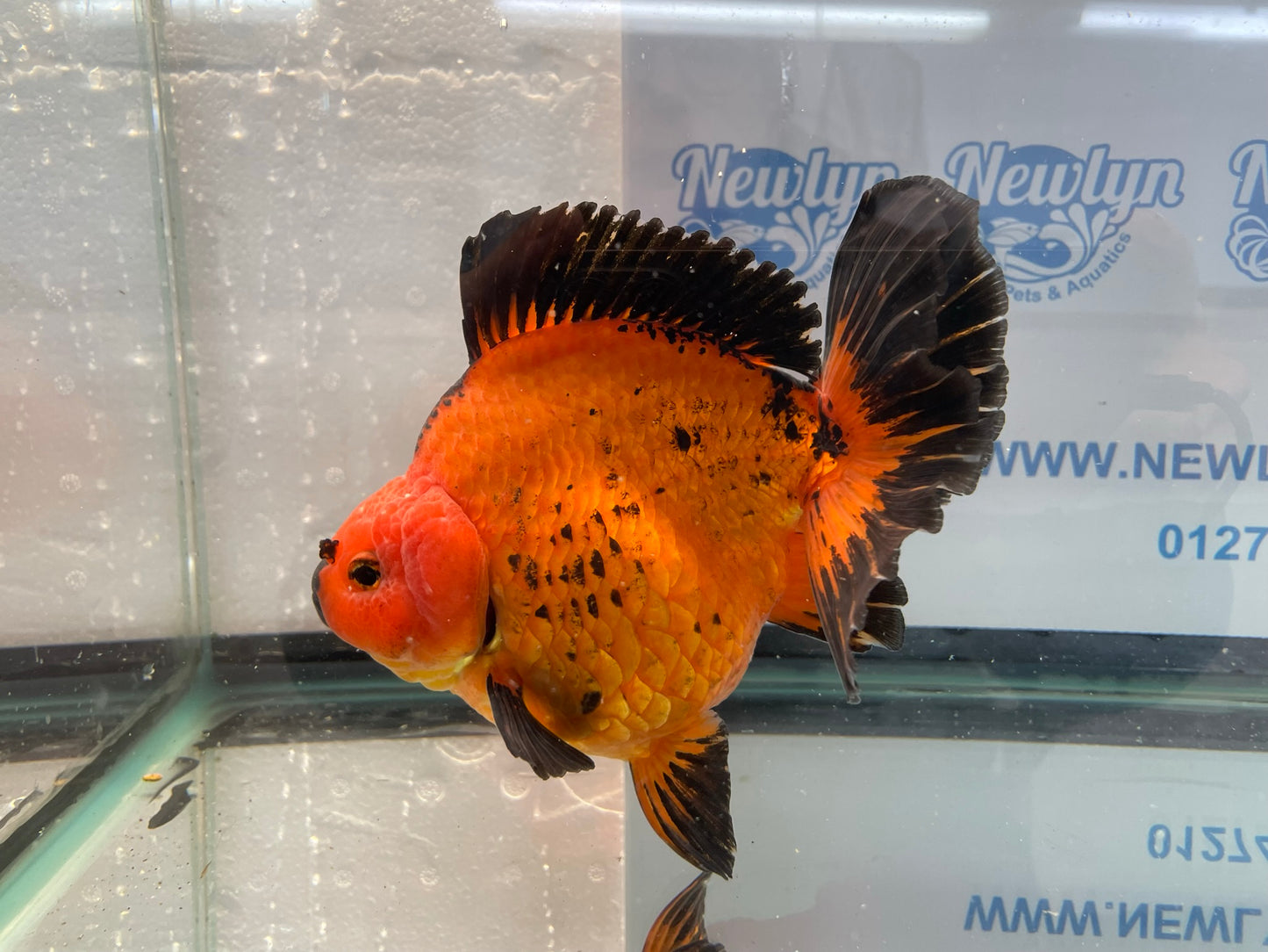 Jumbo Short Tail Oranda  17-18cm (Fish in photo) #3