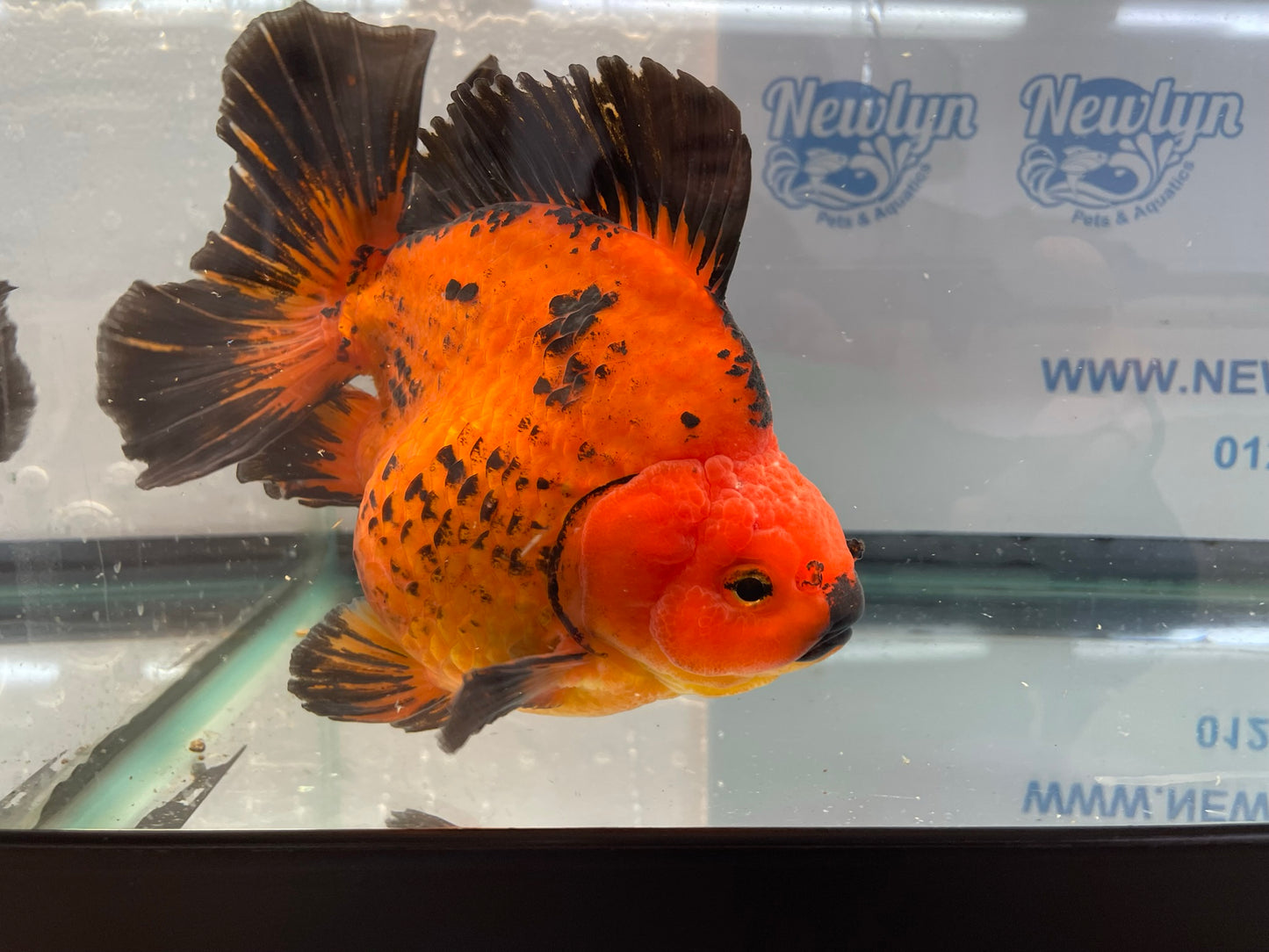 Jumbo Short Tail Oranda  17-18cm (Fish in photo) #3