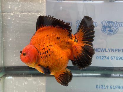 Jumbo Short Tail Oranda  17-18cm (Fish in photo) #3