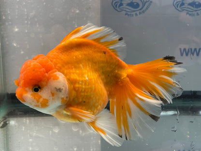 Jumbo Oranda  14-15cm (Fish in photo) #4