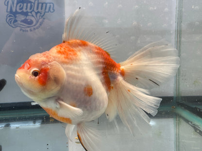 Jumbo Oranda  16-17cm (Fish in photo) #6