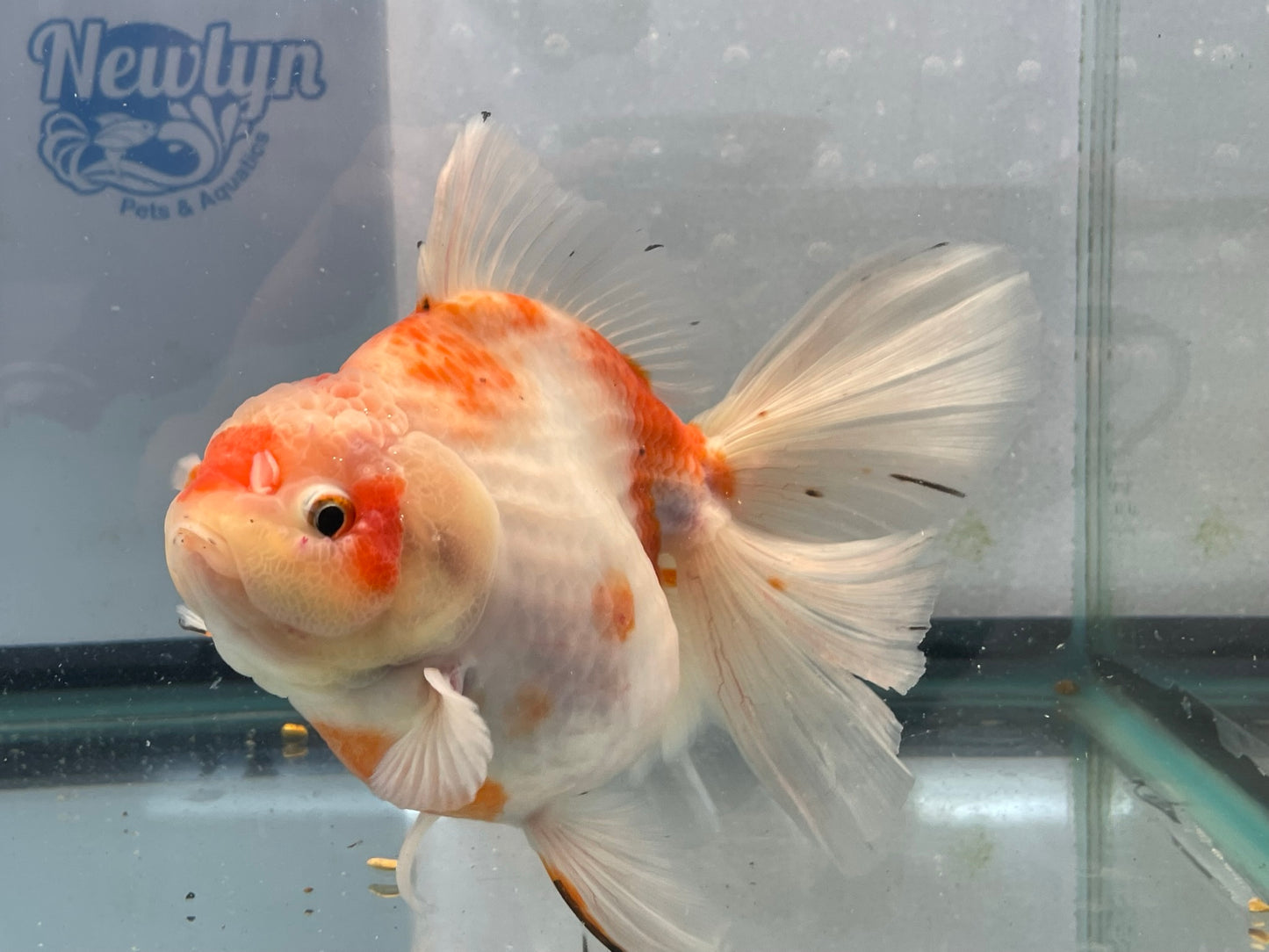 Jumbo Oranda  16-17cm (Fish in photo) #6