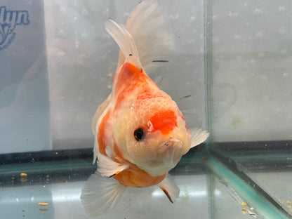 Jumbo Oranda  16-17cm (Fish in photo) #6