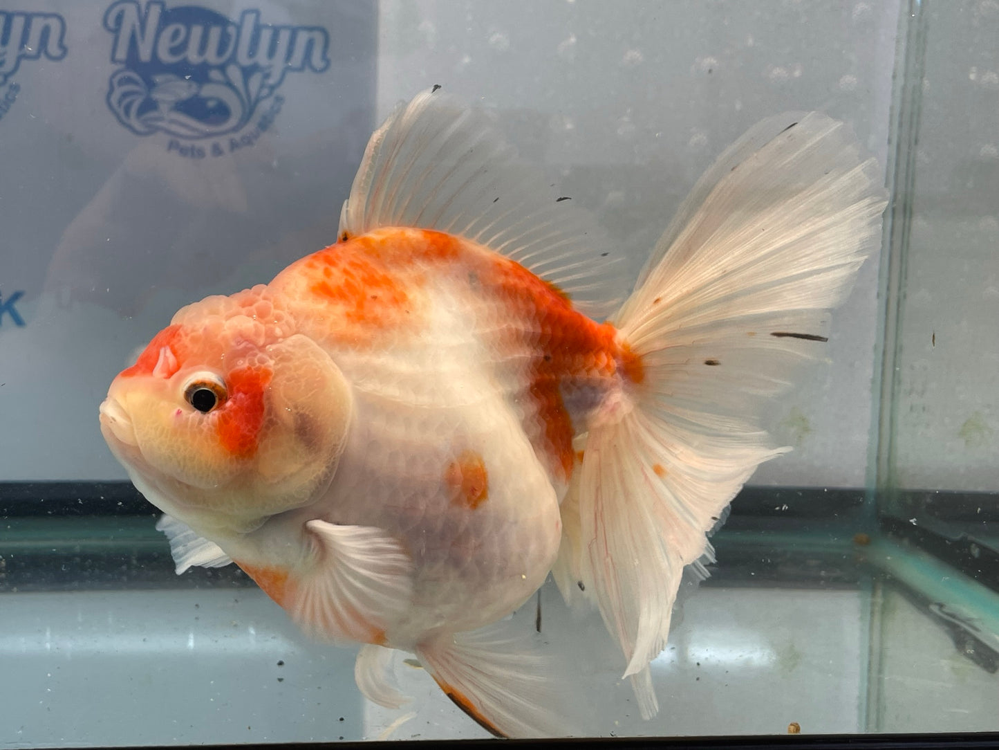 Jumbo Oranda  16-17cm (Fish in photo) #6