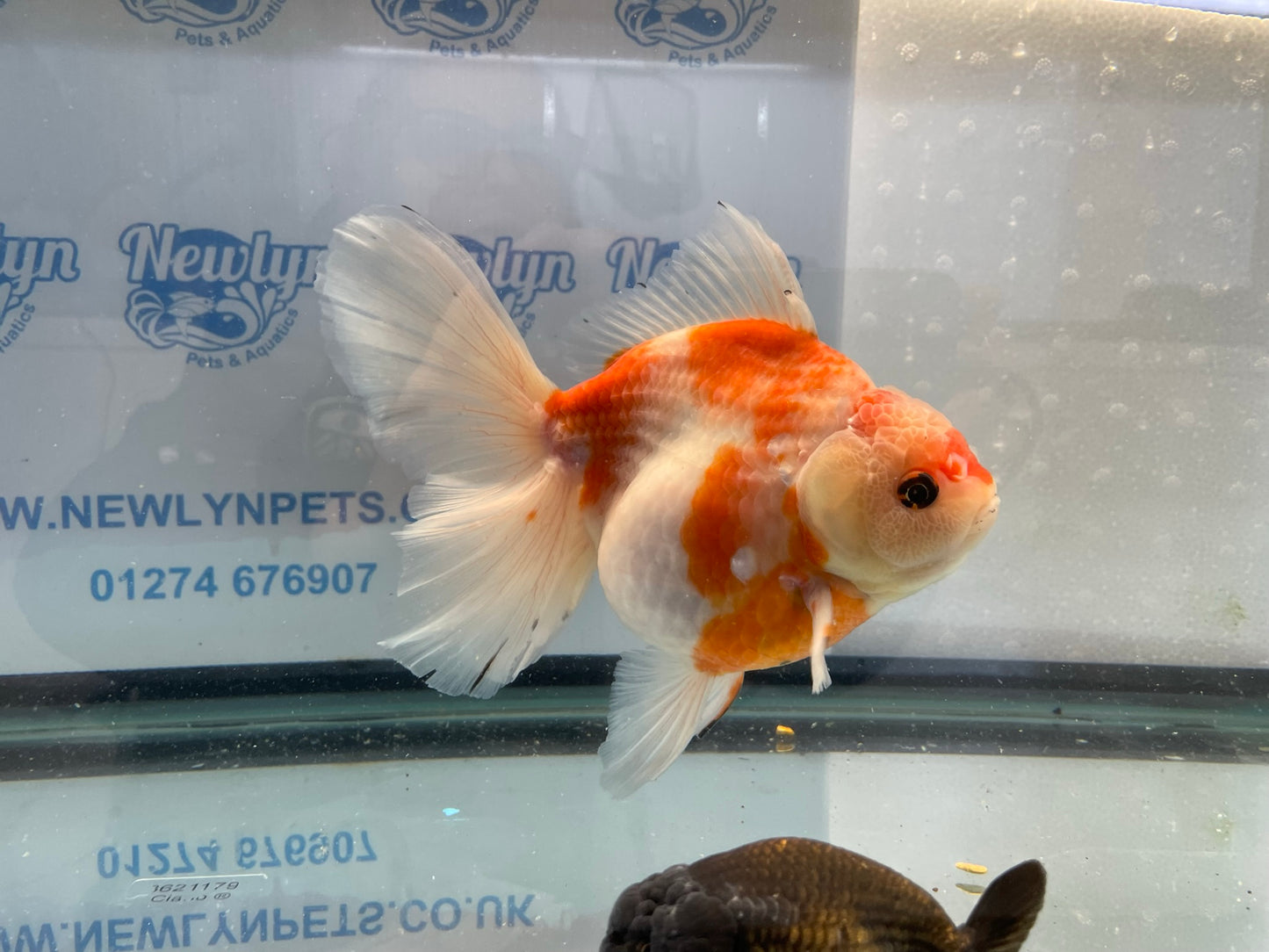 Jumbo Oranda  16-17cm (Fish in photo) #6