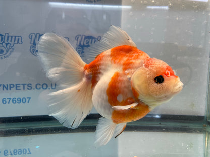 Jumbo Oranda  16-17cm (Fish in photo) #6