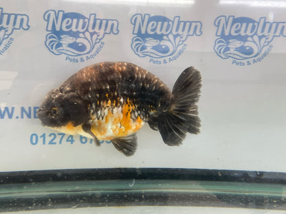 Jumbo Ranchu 15-16cm Fancy Goldfish (Fish In Photo) #7