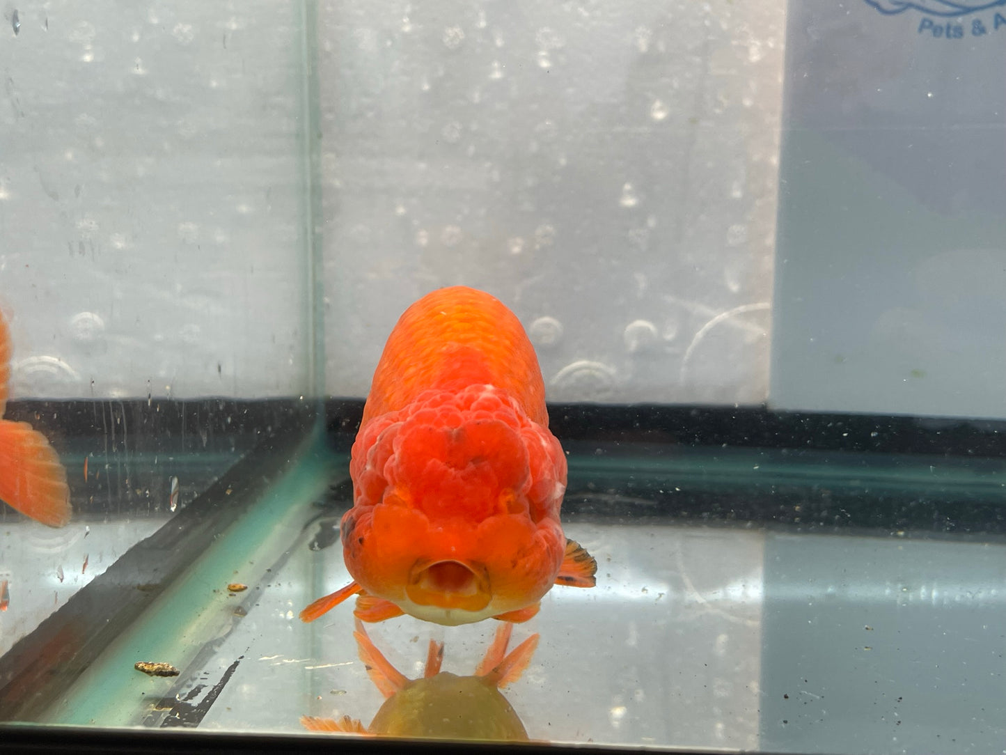 Jumbo Ranchu Red 12-13cm Fancy Goldfish (Fish In Photo) #11