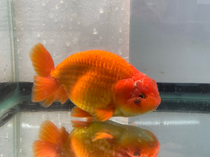 Jumbo Ranchu Red 12-13cm Fancy Goldfish (Fish In Photo) #11