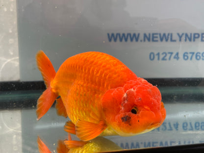 Jumbo Ranchu Red 12-13cm Fancy Goldfish (Fish In Photo) #11